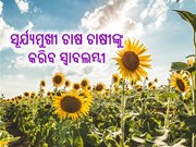 ଶୀତ ଦିନିଆ ସୂର୍ଯ୍ୟମୁଖୀ ଚାଷ sunflower farming 
