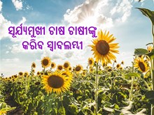 ଶୀତ ଦିନିଆ ସୂର୍ଯ୍ୟମୁଖୀ ଚାଷ sunflower farming  ଶୀତ ଦିନିଆ ସୂର୍ଯ୍ୟମୁଖୀ ଚାଷ sunflower farming