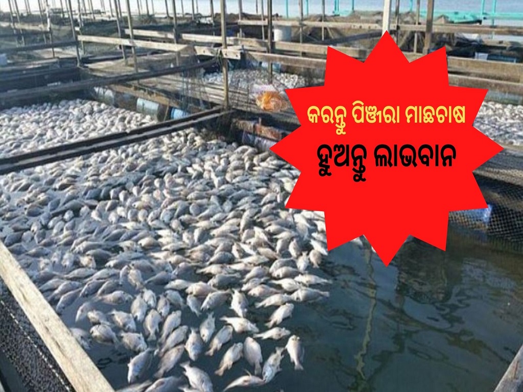 Fish Farming In Cages be profitable