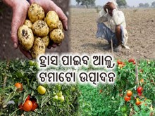 ୨୦୨୧ -୨୨ରେ ହ୍ରାସ ପାଇବ କି ଆଳୁ,ଟମାଟୋ ଉତ୍ପାଦନ ?  ୨୦୨୧ -୨୨ରେ ହ୍ରାସ ପାଇବ କି ଆଳୁ,ଟମାଟୋ ଉତ୍ପାଦନ ?