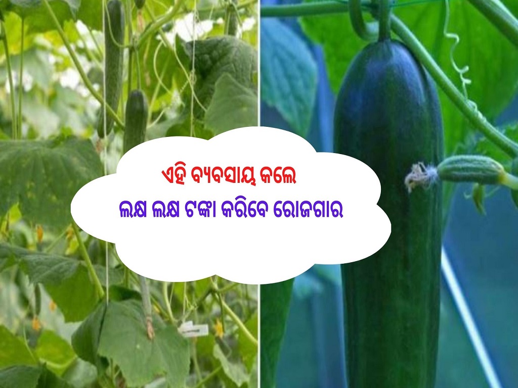 business idea earn lakh rupees with cucumber farming