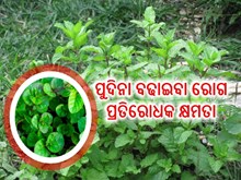 ଏହି ଫସଲରୁ ହୋଇପାରିବେ ଲାଭବାନ  ଏହି ଫସଲରୁ ହୋଇପାରିବେ ଲାଭବାନ