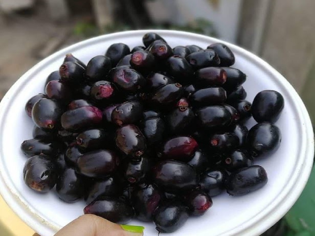 benefits of eating jamukoli diabetics people are eating blackberry