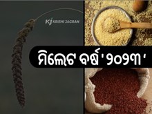 ୨୦୨୩ କୁ ବିଶ୍ୱ ପାଳିବ ମିଲେଟ ବର୍ଷ ୨୦୨୩ କୁ ବିଶ୍ୱ ପାଳିବ ମିଲେଟ ବର୍ଷ