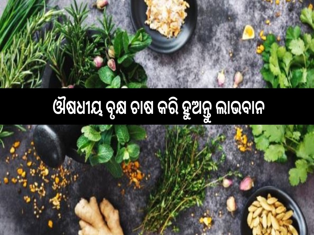 medicinal plants farming profit in odisha