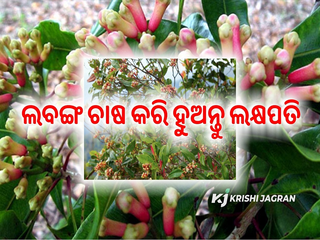 clove cultivation will give huge income for 150 years