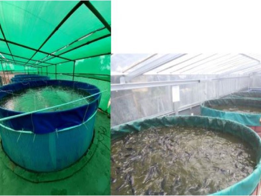 profitable bioflec fish farming