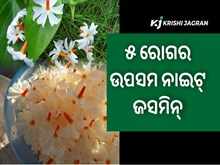 ଶରୀରକୁ ସୁସ୍ଥ ରଖିବ ଗଙ୍ଗଶିଉଳୀ 