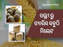ଜୈବିକ ଓ ସନ୍ତୁଳିତ ଆହାର ମାଣ୍ଡିଆ ଜୈବିକ ଓ ସନ୍ତୁଳିତ ଆହାର ମାଣ୍ଡିଆ
