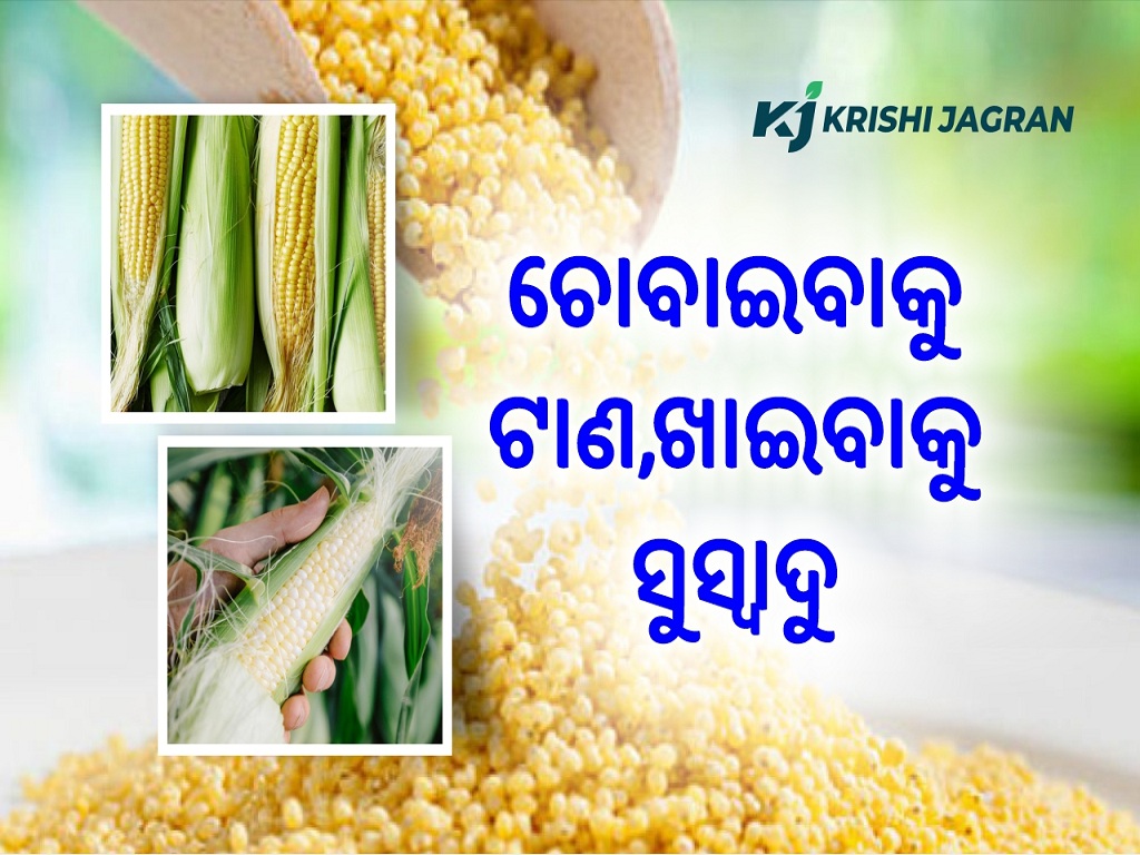 Cultivation and farming of corn