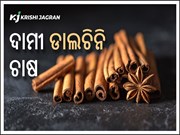 ବ୍ୟବସାୟିକ ଭିତ୍ତିରେ ଡାଲଚିନି ଚାଷ କରି ରୋଜଗାର କରନ୍ତୁ ଲକ୍ଷ ଲକ୍ଷ ଟଙ୍କା