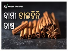 ବ୍ୟବସାୟିକ ଭିତ୍ତିରେ ଡାଲଚିନି ଚାଷ କରି ରୋଜଗାର କରନ୍ତୁ ଲକ୍ଷ ଲକ୍ଷ ଟଙ୍କା ବ୍ୟବସାୟିକ ଭିତ୍ତିରେ ଡାଲଚିନି ଚାଷ କରି ରୋଜଗାର କରନ୍ତୁ ଲକ୍ଷ ଲକ୍ଷ ଟଙ୍କା