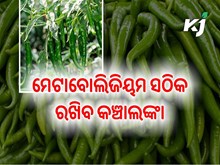 କଞ୍ଚା ଲଙ୍କା ଚୋବାଇ ଖାଇବାର ଉପକାରିତା