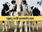 ବୃସେଲୋସିସ୍ ରୋଗ ବିଷୟରେ ଆସନ୍ତୁ ଜାଣିବା!!