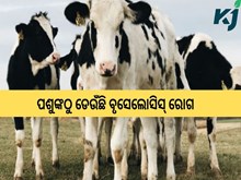 ବୃସେଲୋସିସ୍ ରୋଗ ବିଷୟରେ ଆସନ୍ତୁ ଜାଣିବା!!