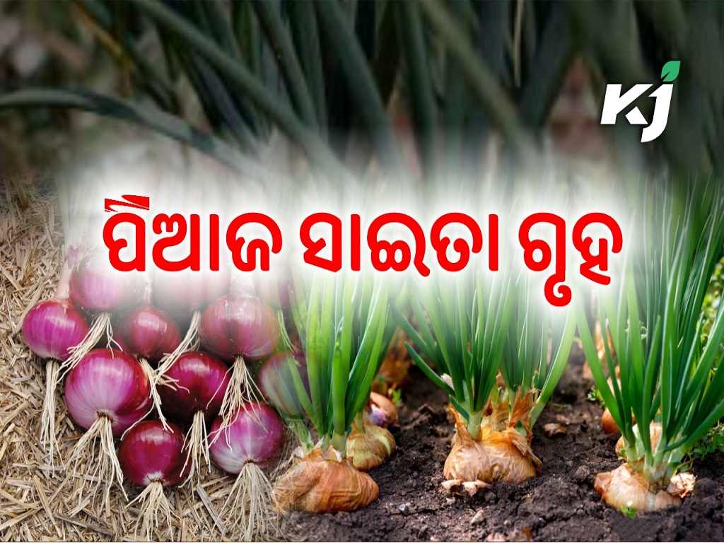 onion growth and farming, and how to conserve onion in a long period