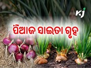 ଅଳ୍ପ ଖର୍ଚ୍ଚରେ କିପରି କରିବେ ପିଆଜ ସାଇତା ଗୃହ
