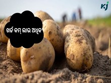 ଶଙ୍କର ପ୍ରଜାତିର ଆଳୁ : ଖର୍ଚ୍ଚ କମ୍ ଲାଭ ଅଧିକ  ଶଙ୍କର ପ୍ରଜାତିର ଆଳୁ : ଖର୍ଚ୍ଚ କମ୍ ଲାଭ ଅଧିକ