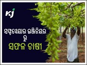 ପଥର ଭଳି ଜମିରେ ଫଳାଇଛନ୍ତି ସୁନାର ଚାଷ