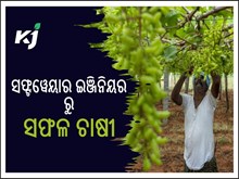 ପଥର ଭଳି ଜମିରେ ଫଳାଇଛନ୍ତି ସୁନାର ଚାଷ