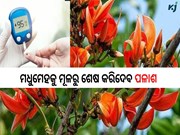 ମଧୁମେହକୁ ମୂଳରୁ ଶେଷ କରିଥାଏ ଏହି ଚମତ୍କାରୀ ଫୁଲ