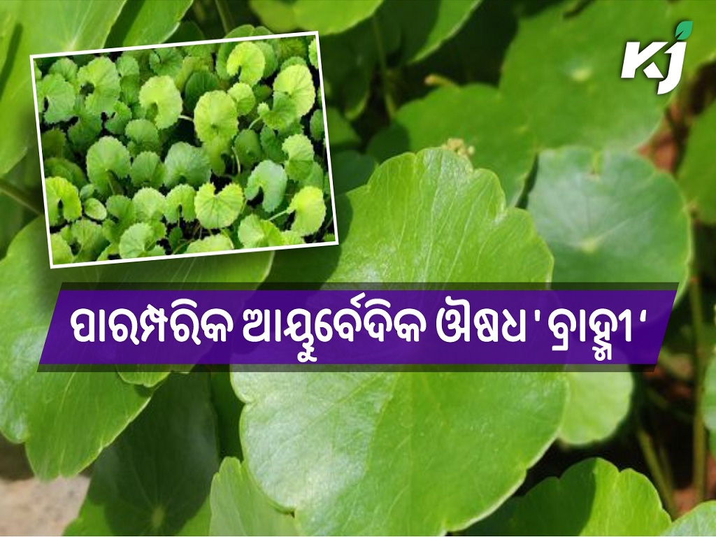 Health benefits of brahmi leaves