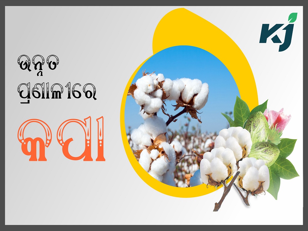 Lot of money by cultivating cotton in a better way