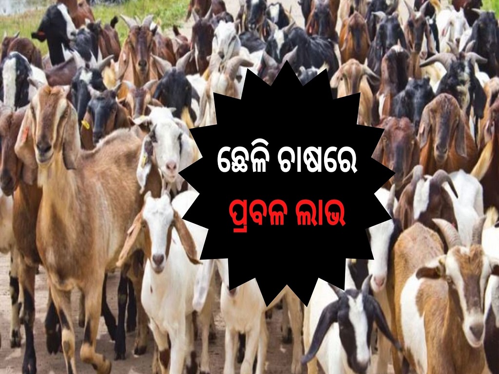 How to start Goat Farming Business