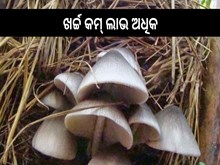ଶୀତ ଦିନିଆ ପାଳ ଛତୁ ଚାଷ, ଖର୍ଚ୍ଚ କମ୍ ଲାଭ ଅଧିକ ଶୀତ ଦିନିଆ ପାଳ ଛତୁ ଚାଷ, ଖର୍ଚ୍ଚ କମ୍ ଲାଭ ଅଧିକ