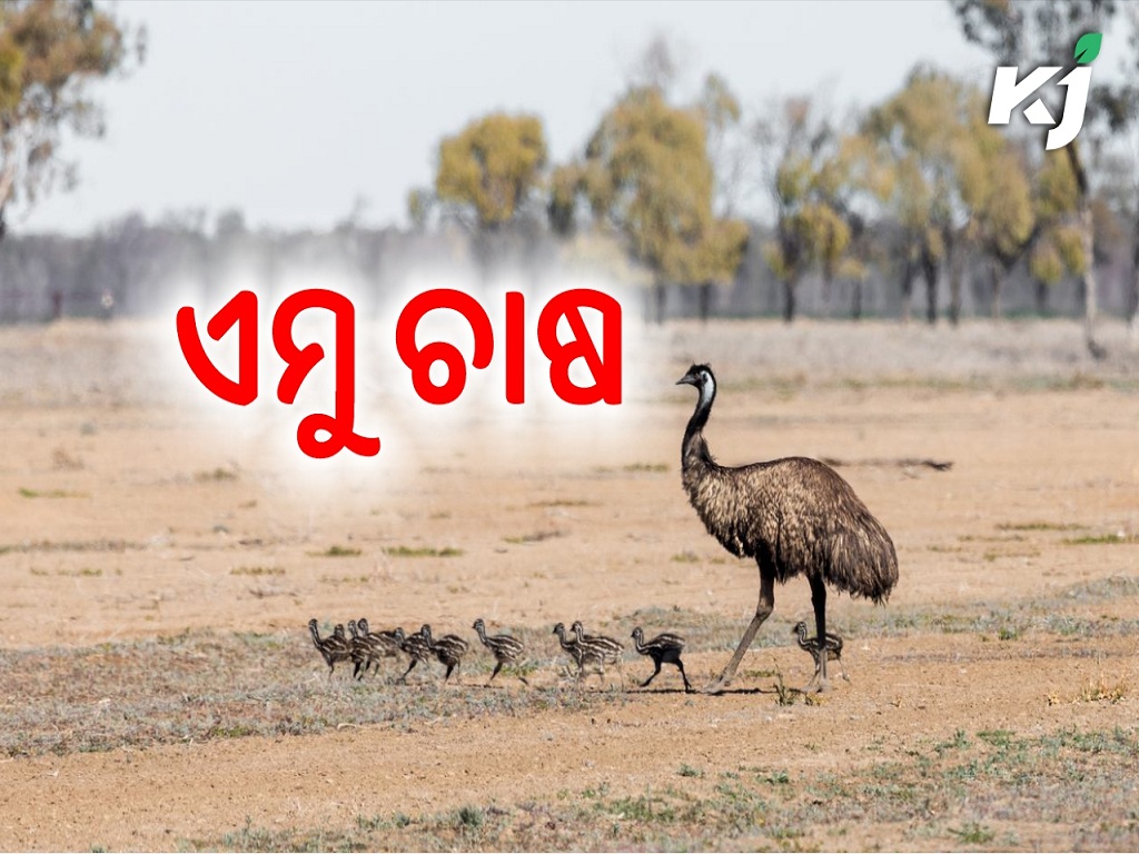 Emu farming on a commercial basis