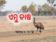 ବ୍ୟବସାୟିକ ଭିତ୍ତିରେ ଏମୁ ପକ୍ଷୀ ଚାଷ