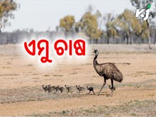 ବ୍ୟବସାୟିକ ଭିତ୍ତିରେ ଏମୁ ପକ୍ଷୀ ଚାଷ