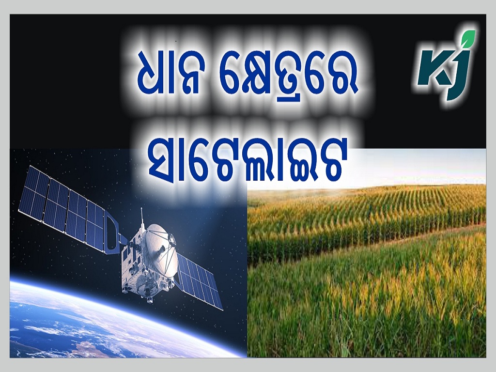 Odisha uses satellite images to verify paddy area