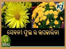 ସେବତୀ ଫୁଲର ଅନେକ ଉପକାରୀ ଗୁଣ ଏବଂ ଫାଇଦା