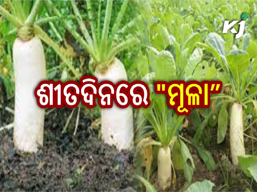 benifits of white radish in winter