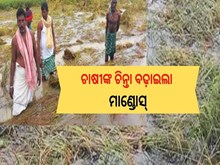 ଚାଷୀଙ୍କ ଚିନ୍ତା ବଢ଼ାଇଲା ବାତ୍ୟା ମାଣ୍ଡୋସ୍ ଚାଷୀଙ୍କ ଚିନ୍ତା ବଢ଼ାଇଲା ବାତ୍ୟା ମାଣ୍ଡୋସ୍