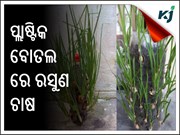 ପୁରୁଣା ପ୍ଲାଷ୍ଟିକ୍ ପାତ୍ରରେ କିପରି କରିବେ ରସୁଣ ଚାଷ ?