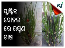 ପୁରୁଣା ପ୍ଲାଷ୍ଟିକ୍ ପାତ୍ରରେ କିପରି କରିବେ ରସୁଣ ଚାଷ ? ପୁରୁଣା ପ୍ଲାଷ୍ଟିକ୍ ପାତ୍ରରେ କିପରି କରିବେ ରସୁଣ ଚାଷ ?