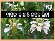 ବାସଙ୍ଗ ଗଛର ଚାଷ ଓ ଗୁଣ ଏବଂ ଉପକାରିତା