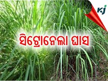 କଣ ଏହି ସିଟ୍ରୋନେଲା ଘାସ ? କଣ ଏହି ସିଟ୍ରୋନେଲା ଘାସ ?