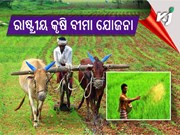 ଆସନ୍ତୁ ଜାଣିବା କଣ ଏହି ରାଷ୍ଟ୍ରୀୟ କୃଷି ବୀମା ଯୋଜନା  ?