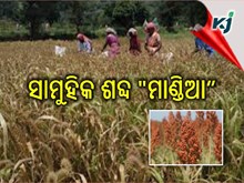 ମାଣ୍ଡିଆ ଚାଷ ପାଇଁ ପ୍ରୋତ୍ସାହନ ରାଶି ୨୬ ହଜାର ୫୦୦ ଟଙ୍କା ମାଣ୍ଡିଆ ଚାଷ ପାଇଁ ପ୍ରୋତ୍ସାହନ ରାଶି ୨୬ ହଜାର ୫୦୦ ଟଙ୍କା