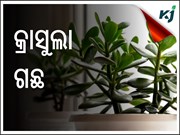 କ'ଣ ଏହି ଚତ୍ମକାରୀ କ୍ରାସୁଲା ଗଛ ? ଆସନ୍ତୁ ଜାଣିବା ...... କ'ଣ ଏହି ଚତ୍ମକାରୀ କ୍ରାସୁଲା ଗଛ ? ଆସନ୍ତୁ ଜାଣିବା ......