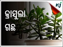 କ'ଣ ଏହି ଚତ୍ମକାରୀ କ୍ରାସୁଲା ଗଛ ? ଆସନ୍ତୁ ଜାଣିବା ......