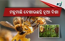 ମହୁମାଛି ଚାଷ କରି ମାଲାମାଲ ବ୍ୟବସାୟୀ ।