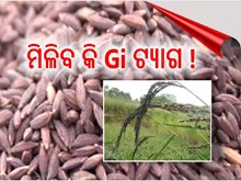 ଆଦିବାସୀଙ୍କୁ ପରିଚୟ ଦେଇଥିବା କଳାଜିରା ଚାଉଳ କୁ ମିଳିବ କି ଜିଆଇ ଟ୍ୟାଗ ?