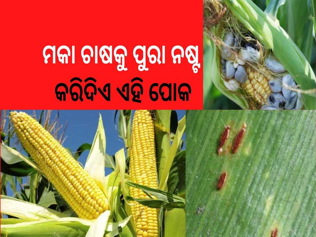 Diseases of Corn corp common diseases corn farming