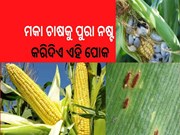 ମକା ଚାଷକୁ ନଷ୍ଟ କରିଥାଏ ଏହି ସବୁ ପୋକ...