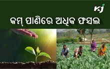 No Tension! ଏବେ କମ୍ ପାଣିରେ ବି କରିପାରିବେ ଅଧିକ ଅମଳ  No Tension! ଏବେ କମ୍ ପାଣିରେ ବି କରିପାରିବେ ଅଧିକ ଅମଳ