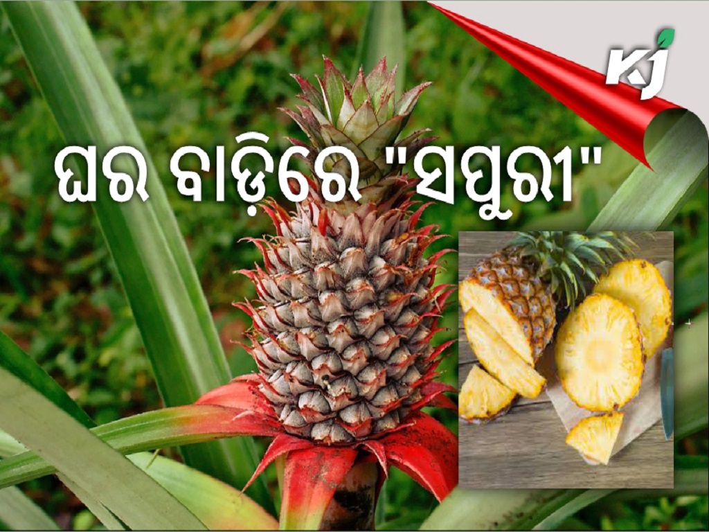 How to plant pineapple tree in home